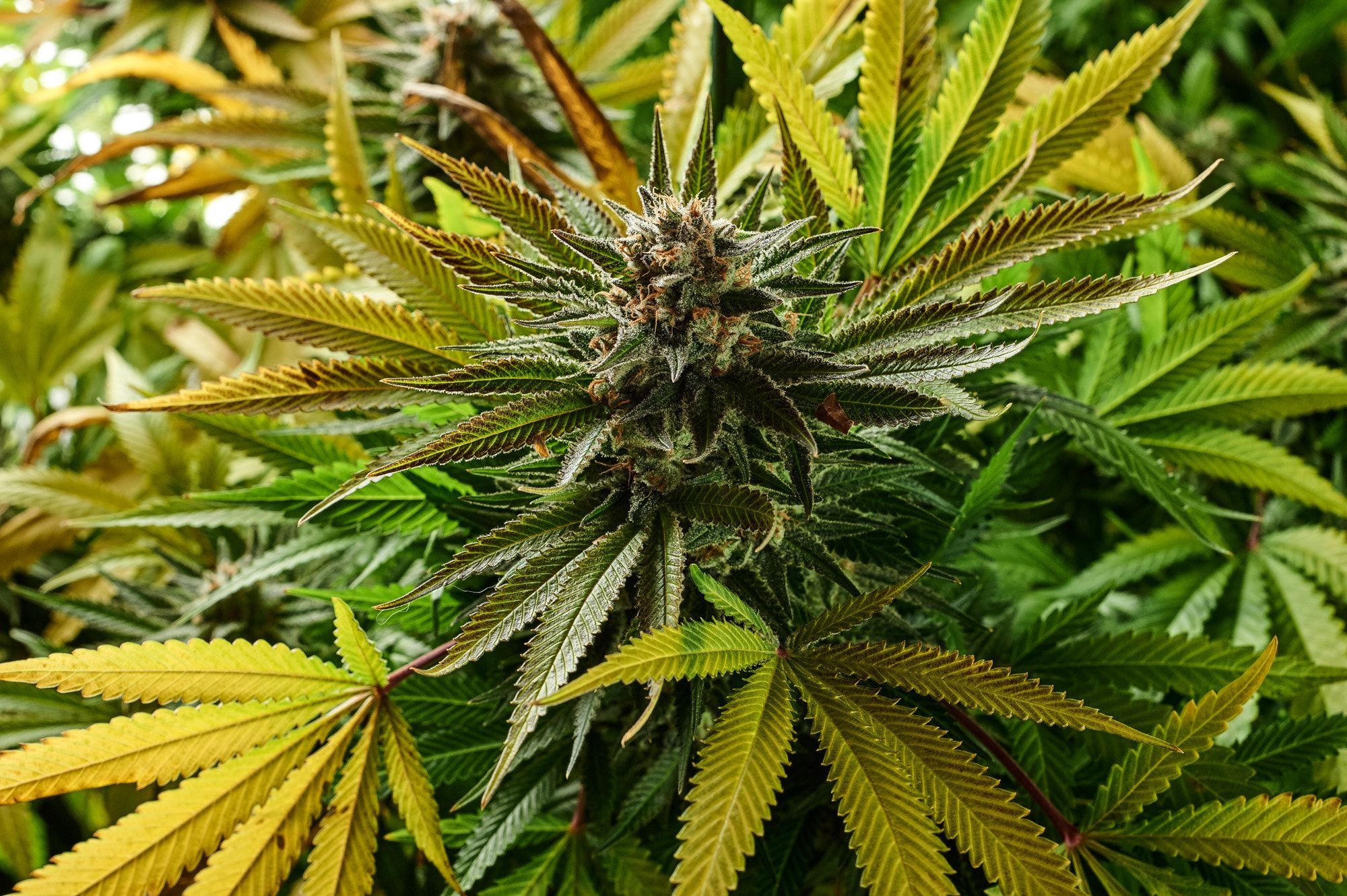 Know the advantages of the Online dispensary Canada!