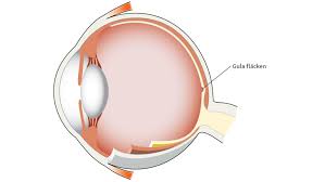 What is the macula of an eye?