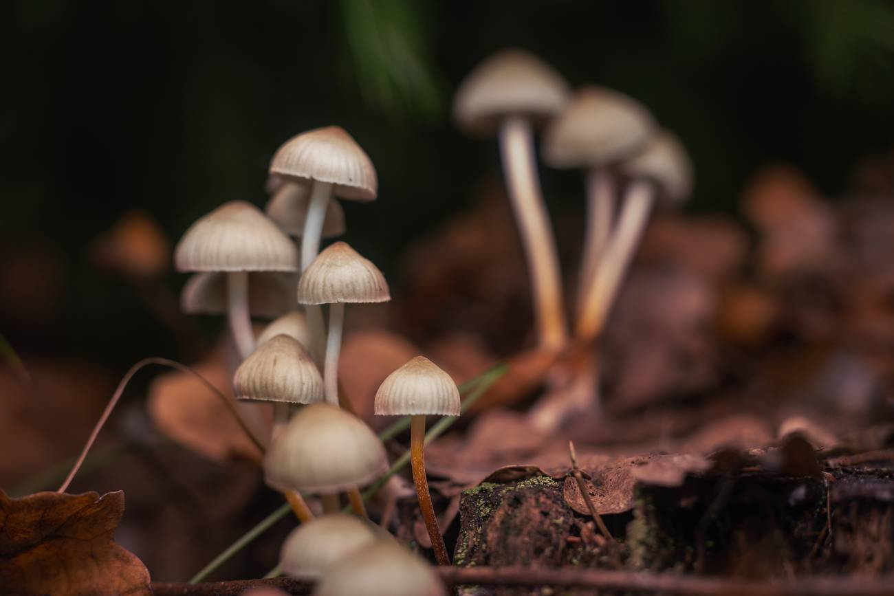 Magical Effects of Magic Mushrooms