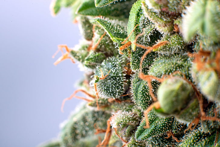 Consumers Can Trust This Online Dispensary Stouffville