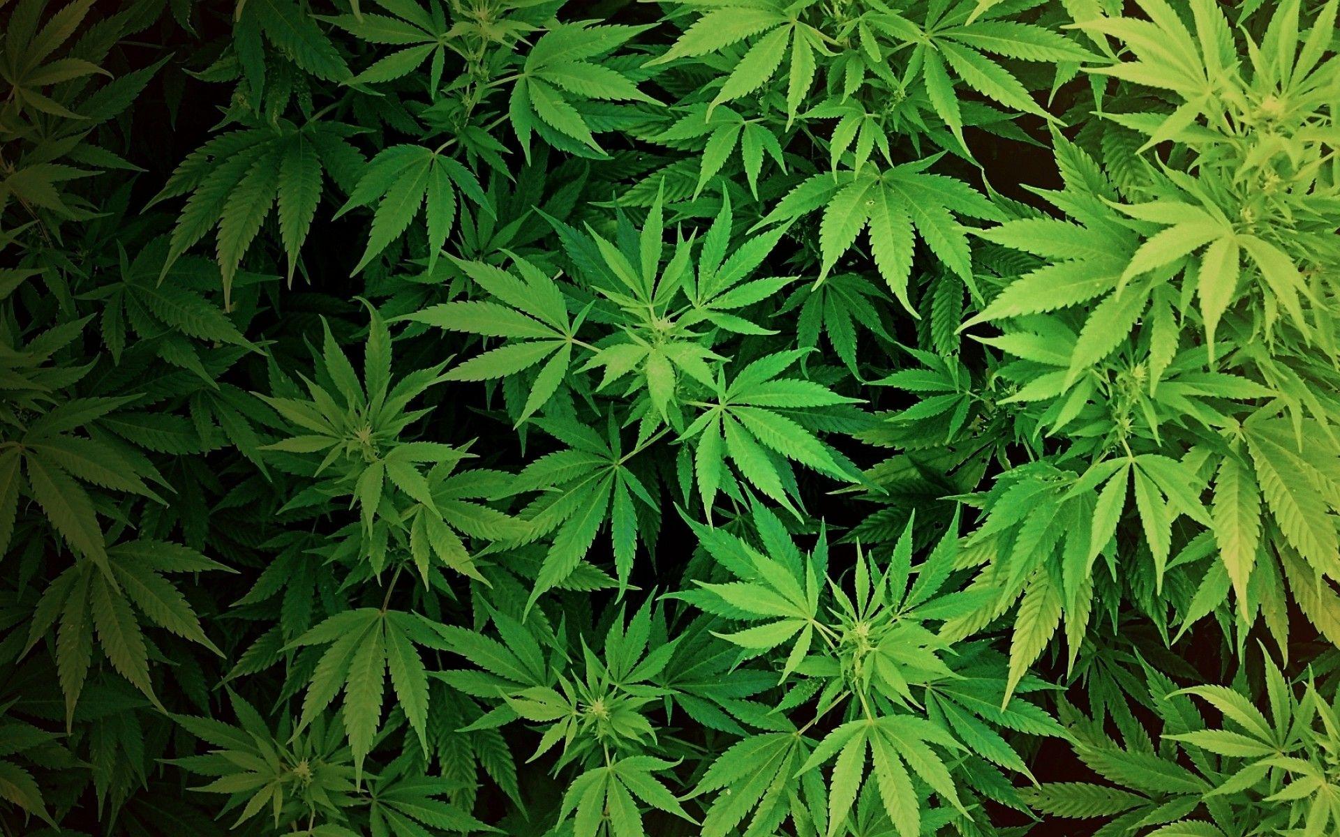 Cannabis SEO lets people know about your product