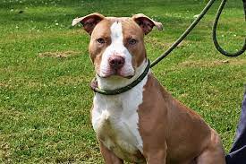 The different types of dog collars available