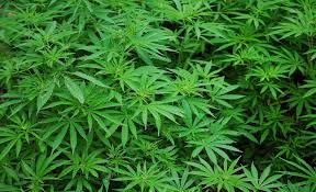 The Do’s and Don’ts of Marketing Cannabis
