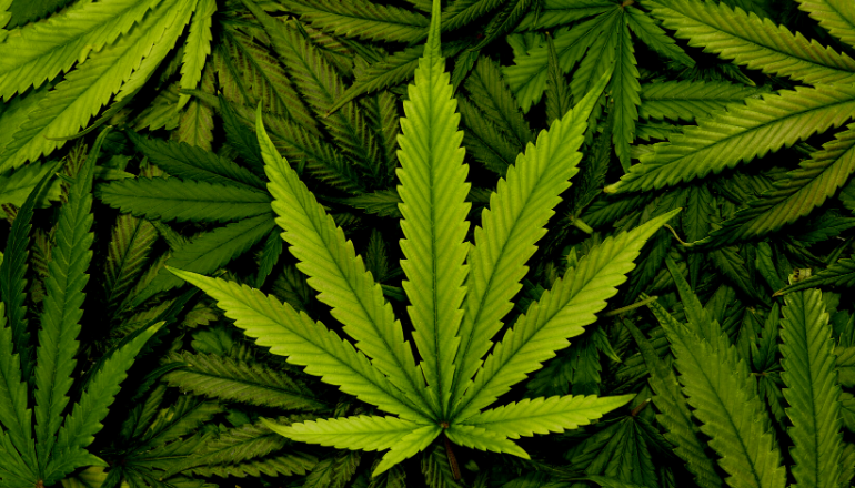 Cannabis Selling-Leaseback: The Perfect Answer For Speedy Income