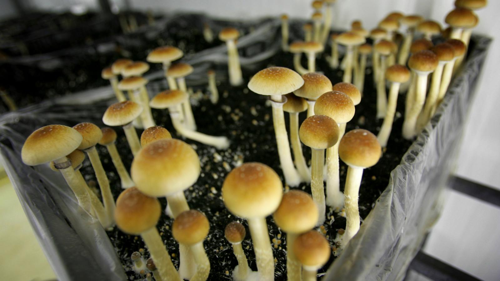 Don’t waste any more time and start your adventure of buy shrooms detriot through the best delivery service in the city