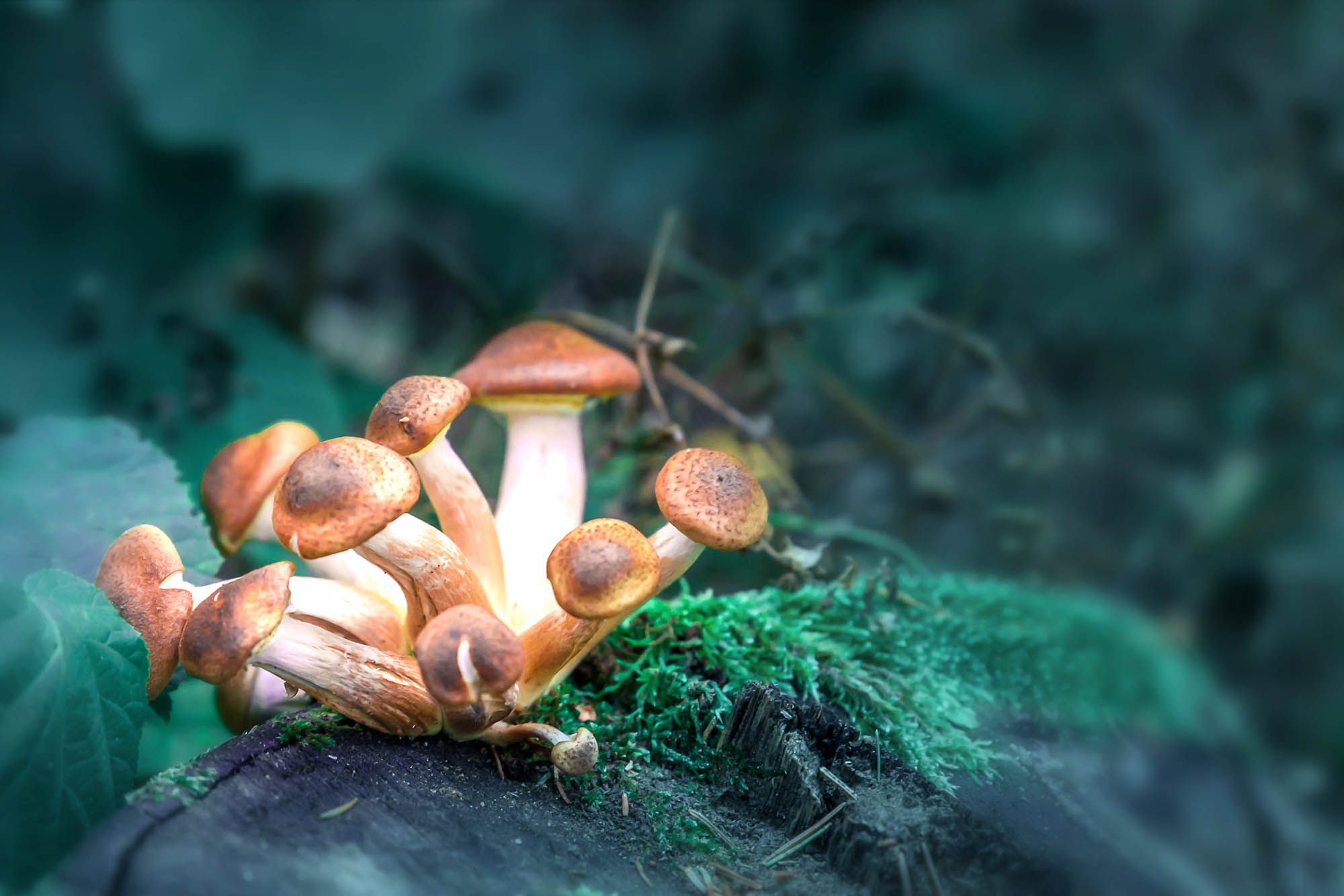 How to take shrooms
