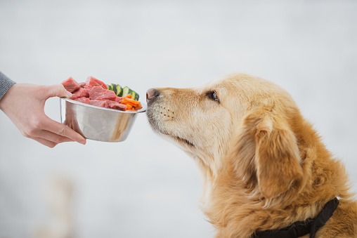 Perhaps you have any thought the most effective helpful tips on unprocessed pet food?