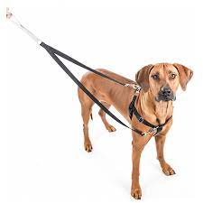 Why personalized dog harness is fashionable in the market?