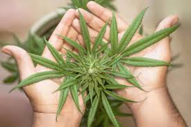 Become familiar with much more about on the web dispensary