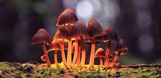 The magic mushrooms Canada are already determined by specialists that promise wholesomeness