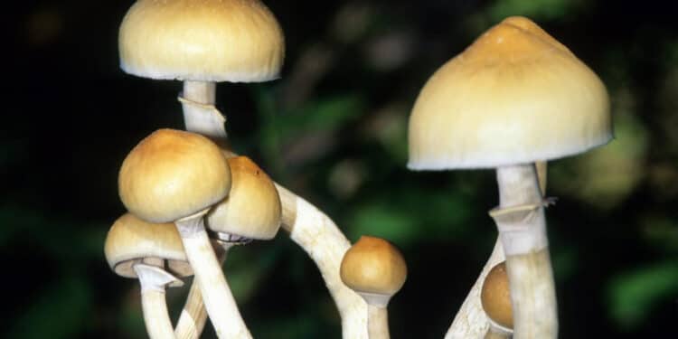 Options to consider relating to miracle mushroom treatment method period