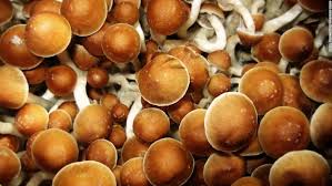 Purchase your shroom on the web with the most common Canadian dispensary