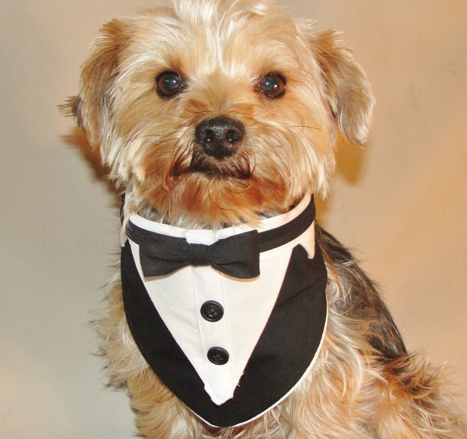 The Best Tam O’Shanters for Dogs