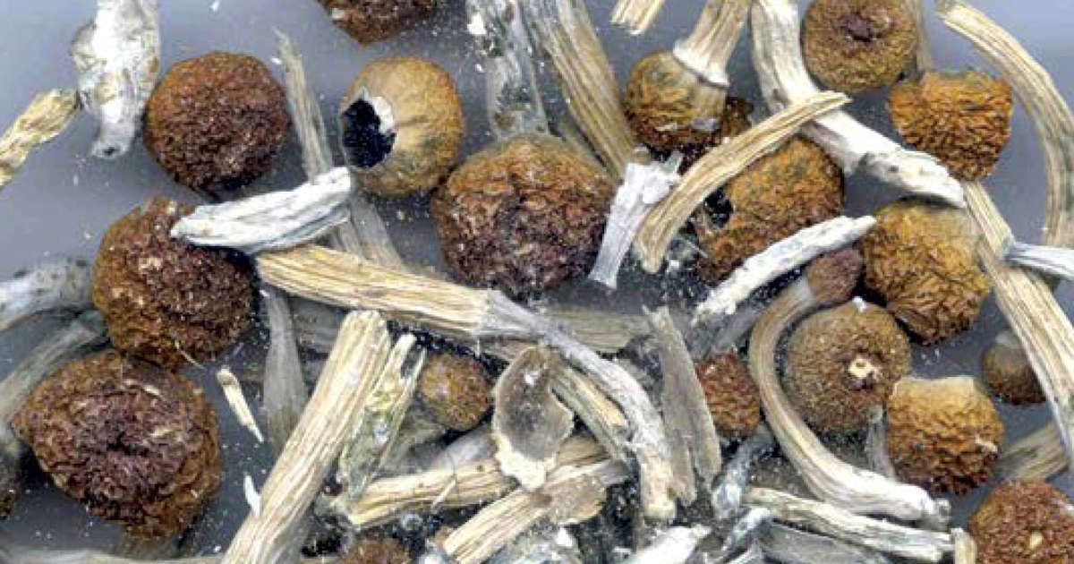 Understanding a little more about shrooms dc