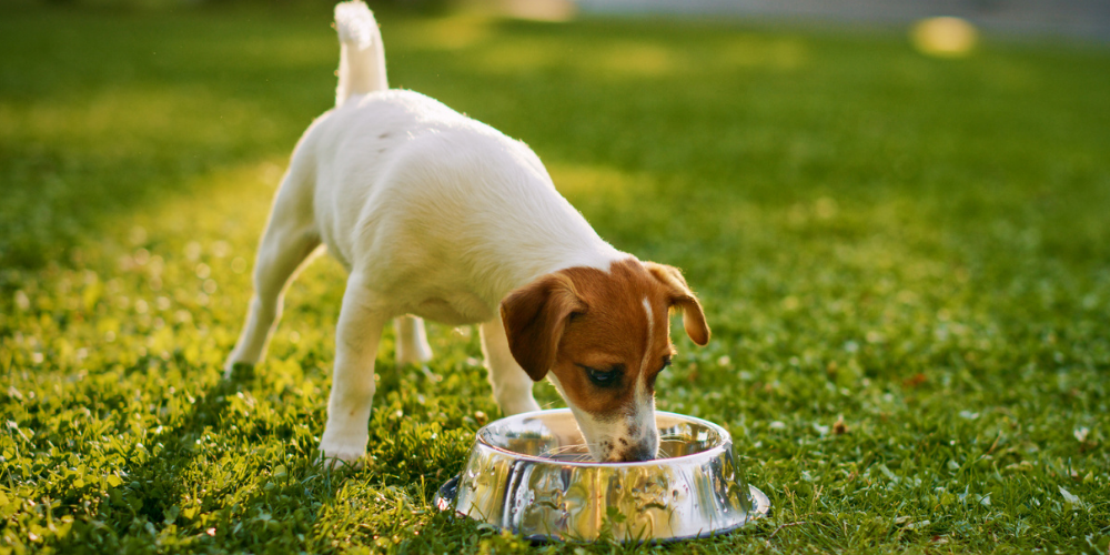 Is Your Dog Allergic to Their Food? What to Do About It