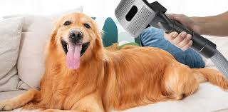 Learn what are the factors to consider in regards to a blow dryer for dogs