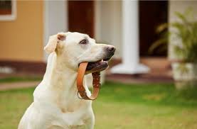 Take Full Advantage of Interactive Learning With The K9 Training Institute’s Online Courses