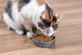 Best High Protein Low Carbohydrate Kibble For Cats – Select From This List Of 5 Super Healthy Varieties To Keep Kitty Strong and Healthy