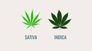 Differences In THC And CBD Concentrations Between Indica and Sativa Strains