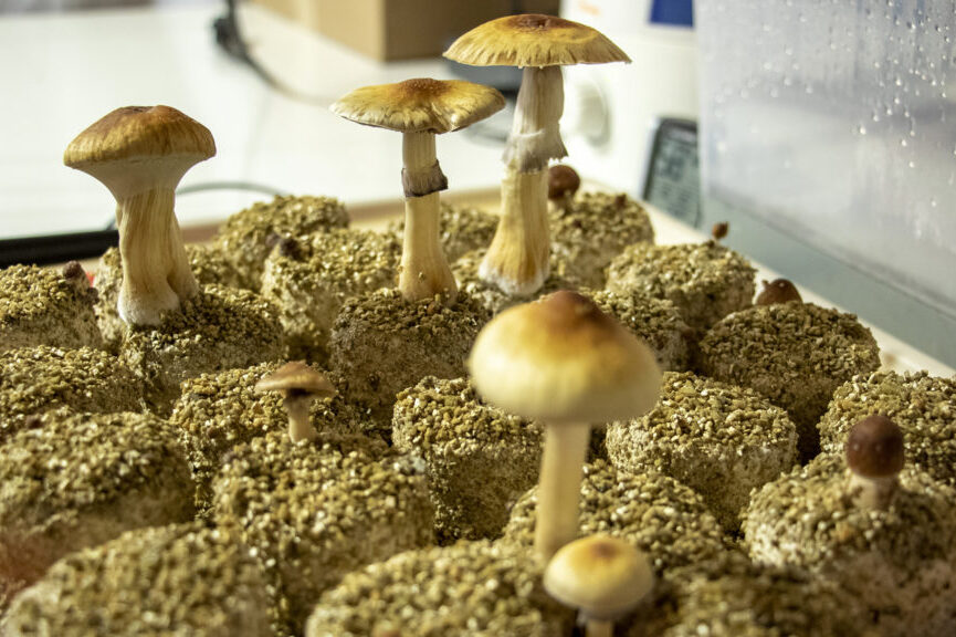 Shrooms in DC: Options for Modern Fungus infection infection within the Nation’s Expenditures investment capital
