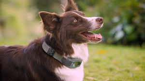 Stay Connected and Protected with the Mercury News Halo Collar