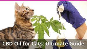Pamper Your Purrfect Companion: CBD Treats for Cats