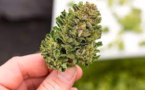 Navigating the Green Wave: Your Ultimate Guide to Online Dispensaries in Canada