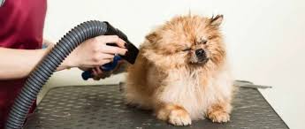 Dog Grooming Dryers for Comfortable and Efficient Grooming