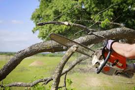Safe Tree Removal and Pruning with Tree Service Fort Worth